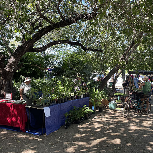 Glorias Plants stallholder at Broome Markets